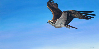 Osprey, Soaring Above